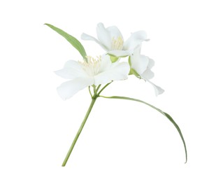 Branch of jasmine flowers and leaves isolated on white