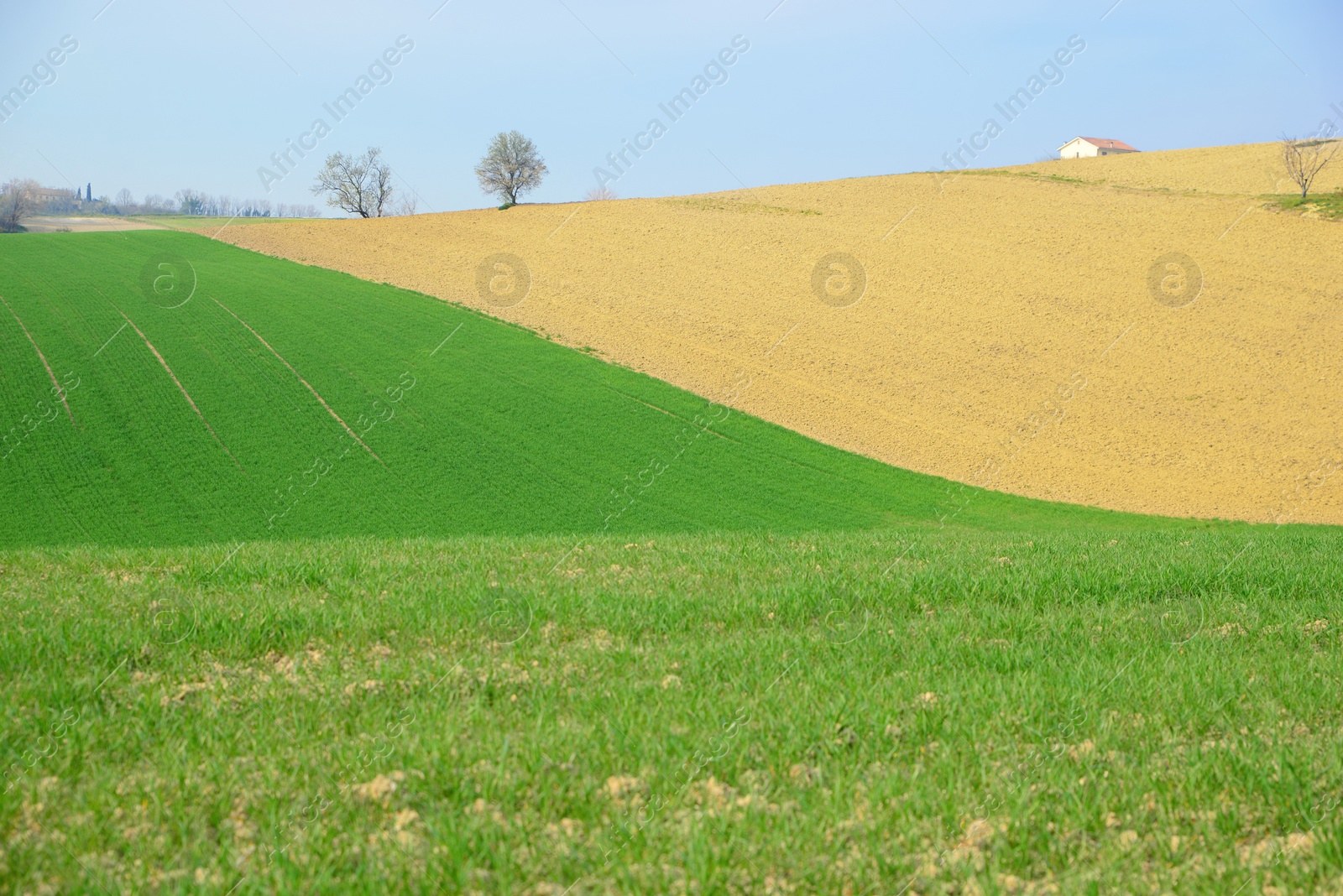 Photo of Picturesque landscape with beautiful green agricultural field on sunny day