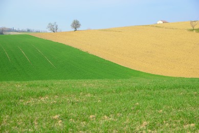 Photo of Picturesque landscape with beautiful green agricultural field on sunny day