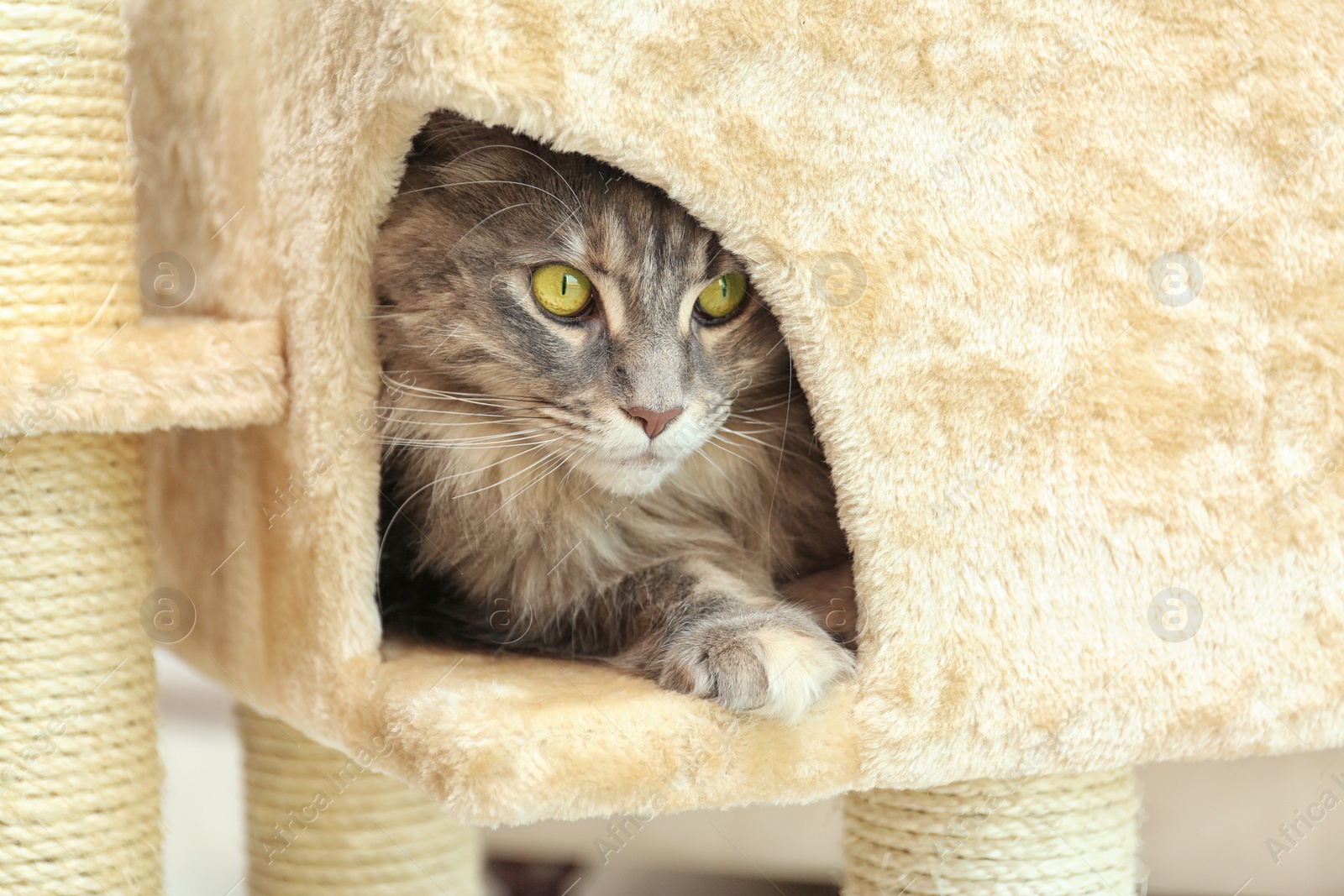 Photo of Adorable Maine Coon on cat tree at home