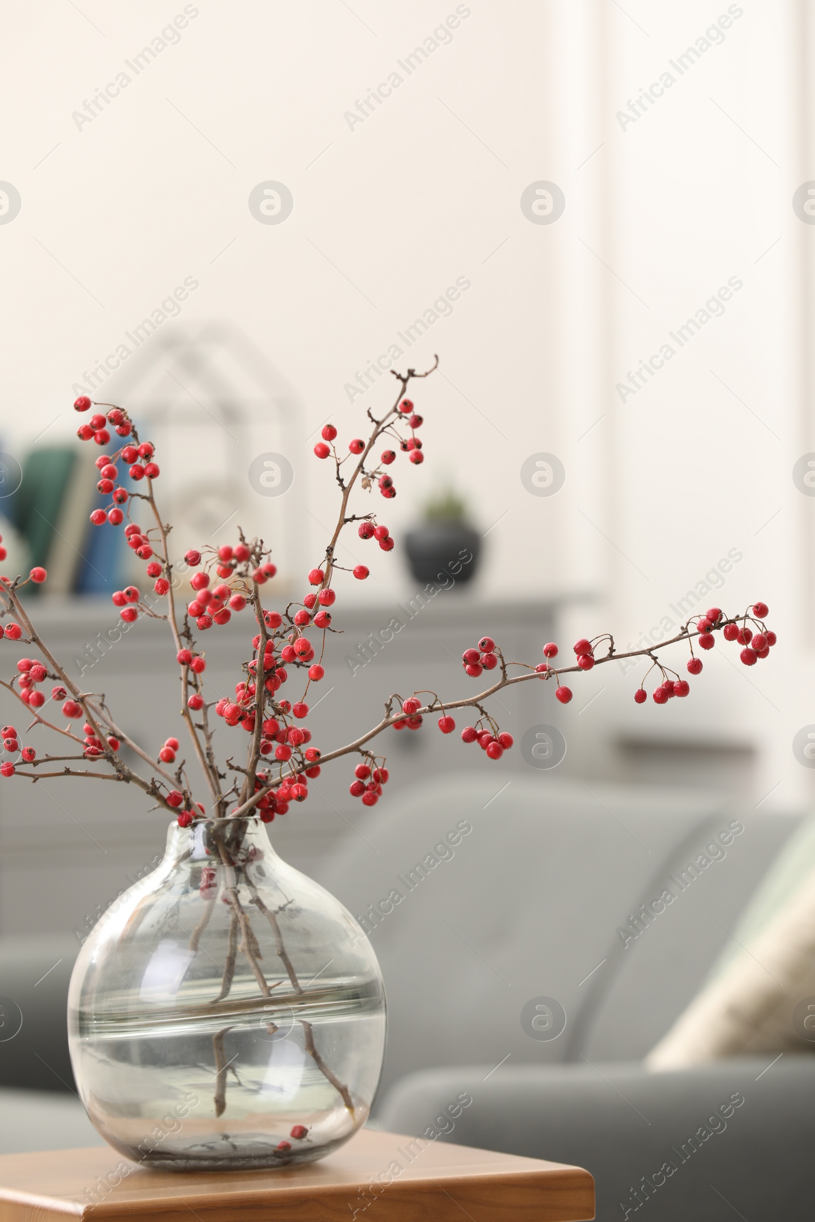 Photo of Hawthorn branches with red berries on wooden table in living room