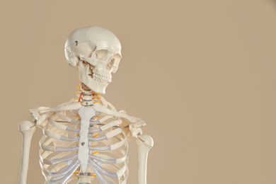 Photo of Artificial human skeleton model on beige background. Space for text