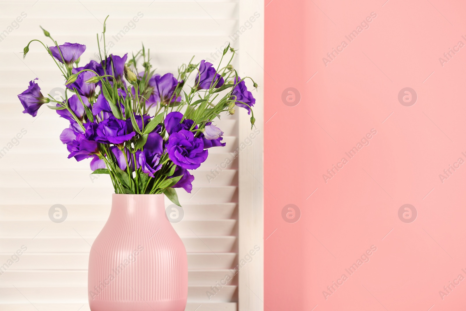 Photo of Beautiful bouquet of purple eustoma flowers in vase near color wall with space for text