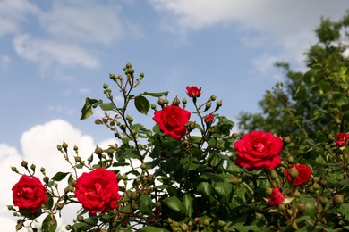 Photo of Beautiful blooming rose bush against blue sky, low angle view