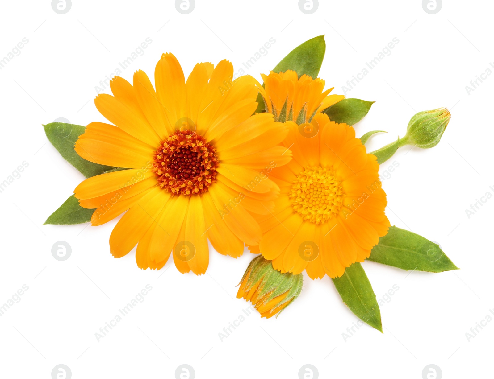 Photo of Beautiful calendula flowers with green leaves on white background, top view