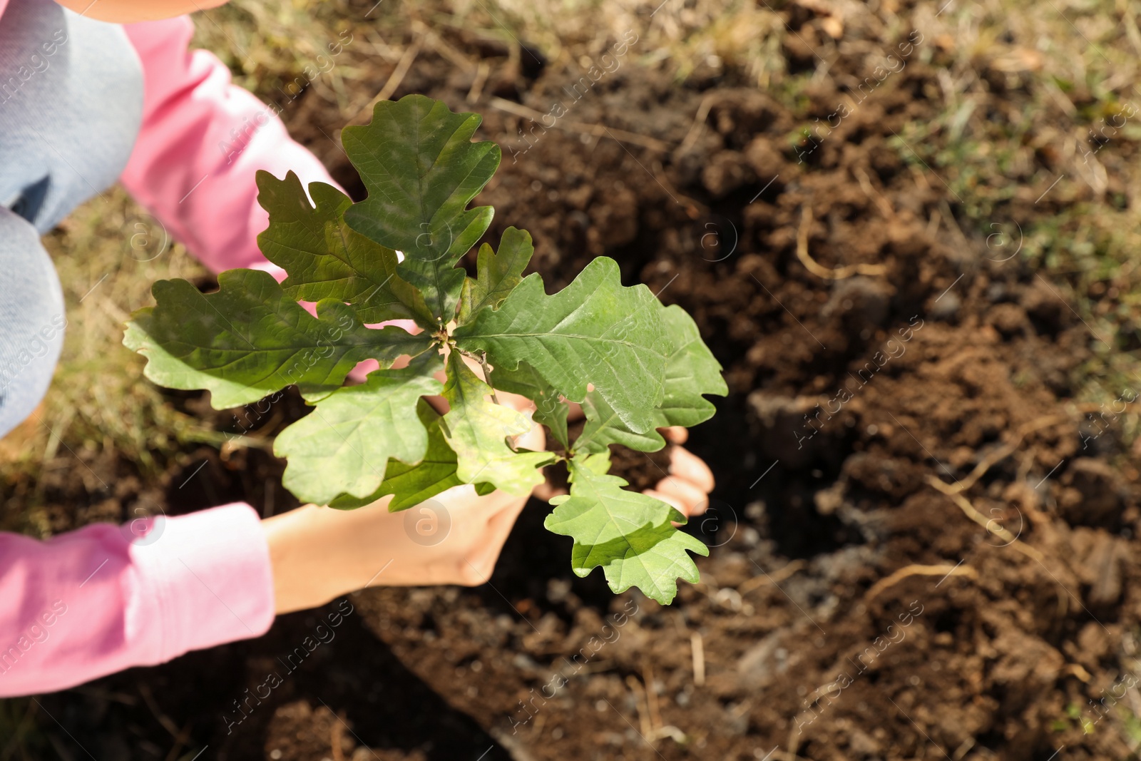 Photo of Woman planting young tree in outdoors on sunny day, above view