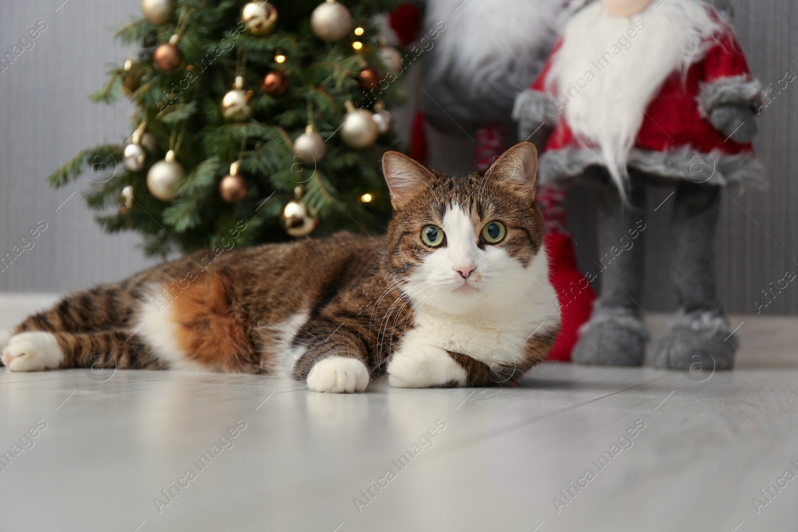 Photo of Cute cat lying on floor near Christmas tree and Scandinavian gnomes at home. Lovely pet