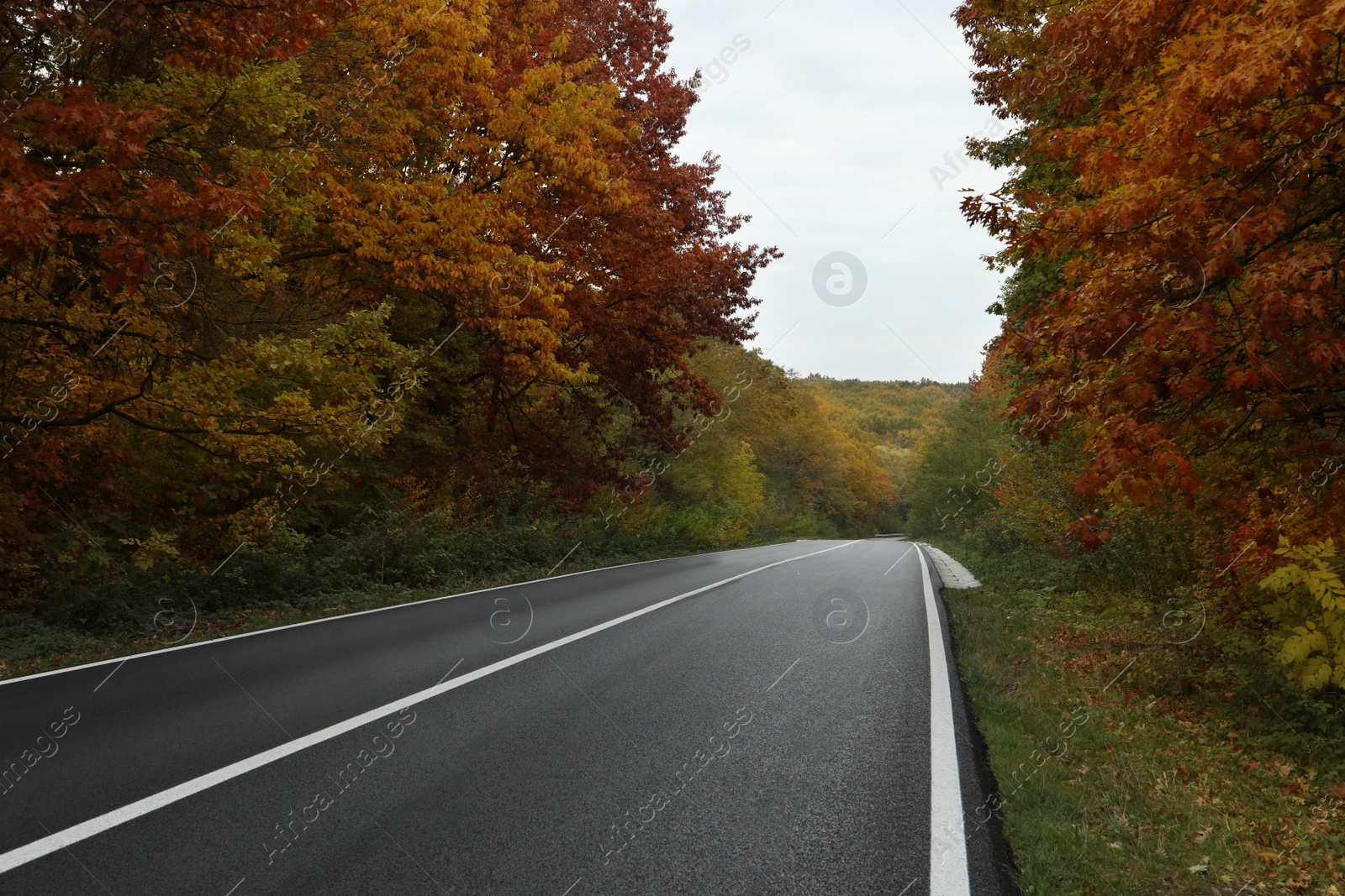 Photo of Beautiful forest near empty road. Autumn season