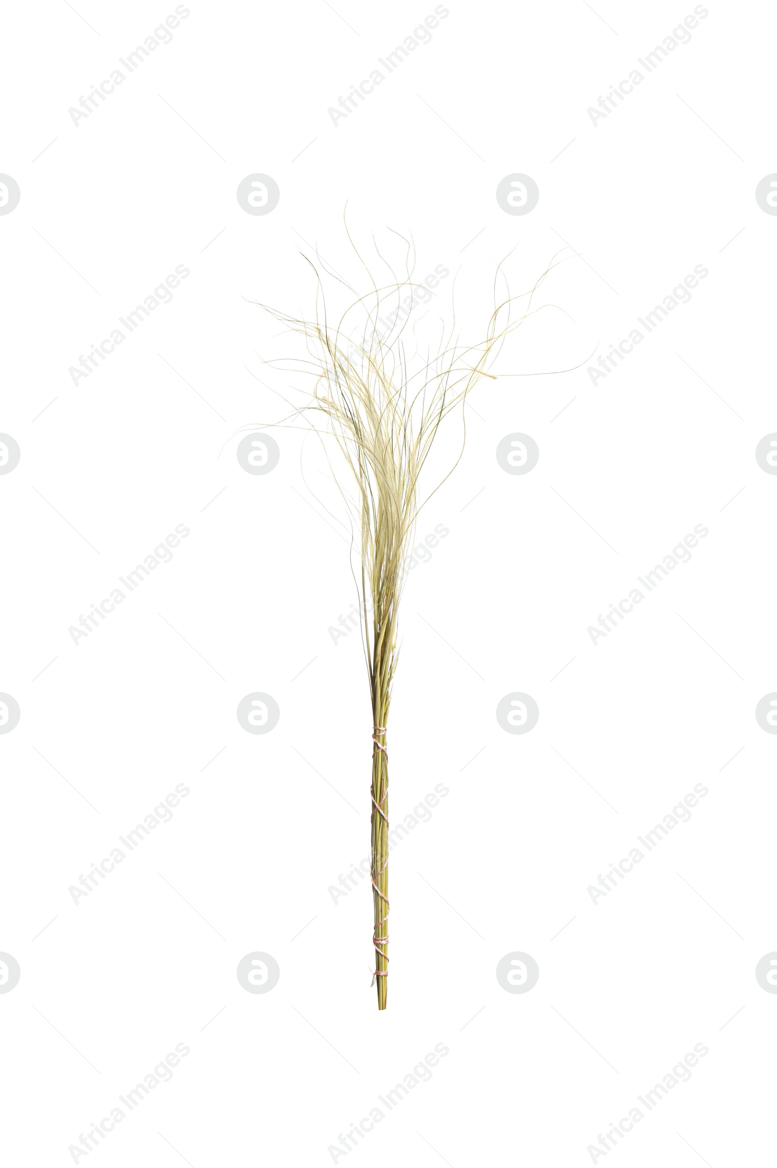 Photo of Beautiful tender dried flower on white background.