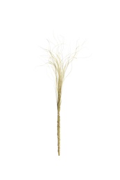 Beautiful tender dried flower on white background.