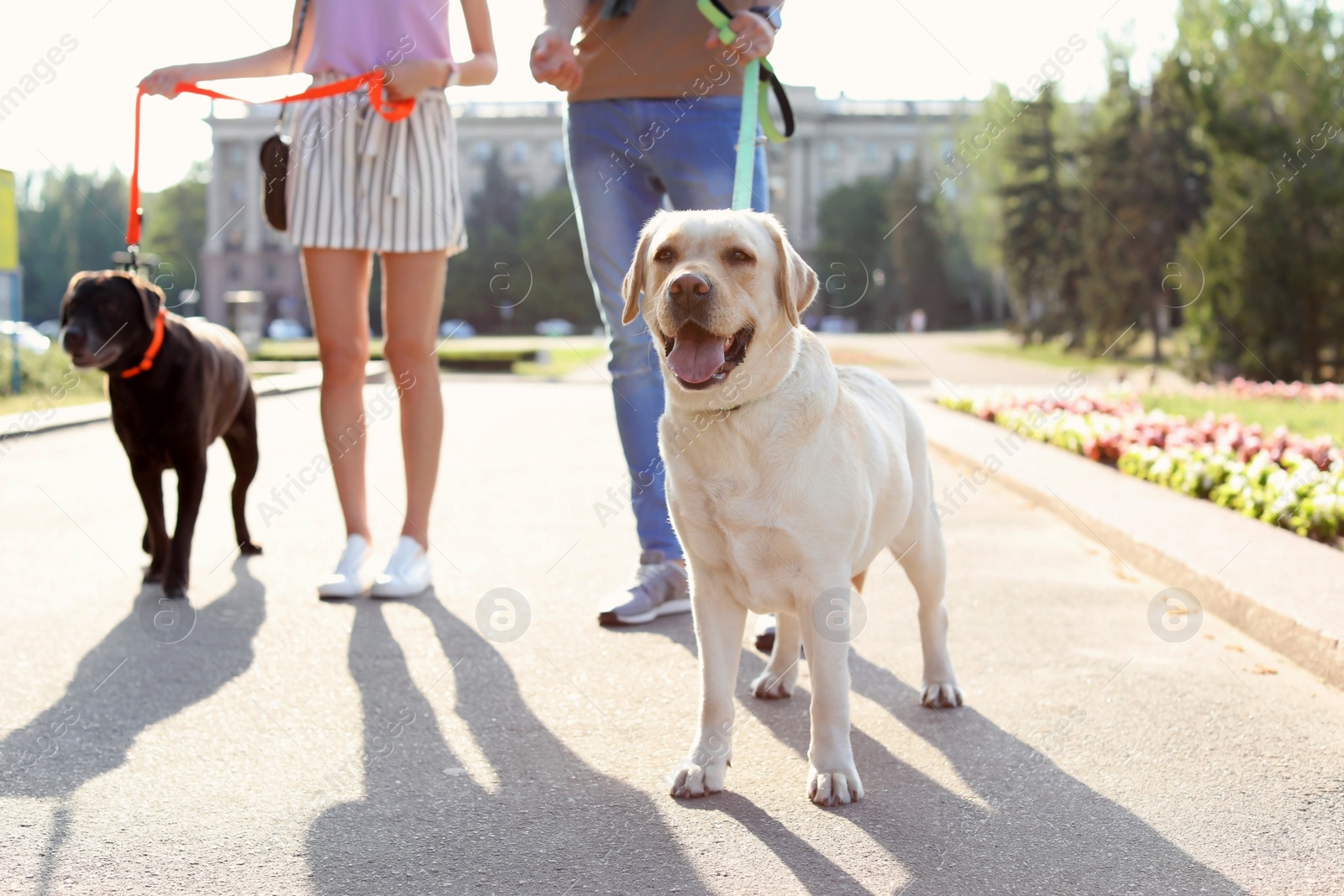 Photo of Owners walking their labrador retrievers outdoors on sunny day