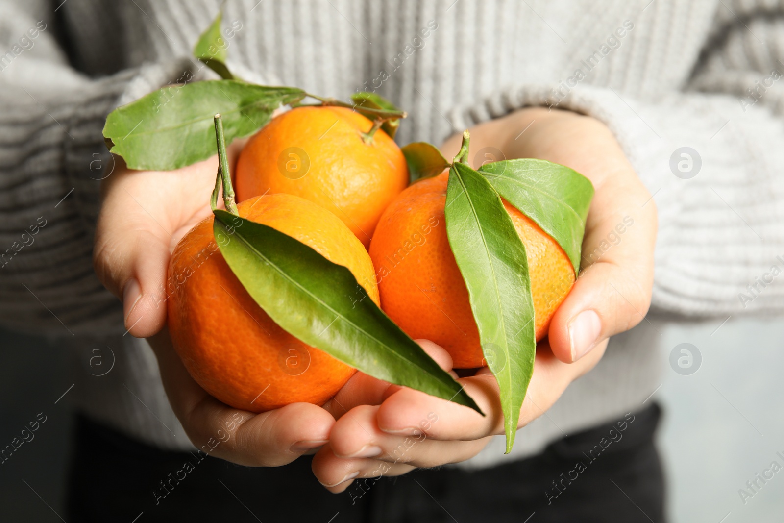 Photo of Woman holding ripe tangerines, closeup. Citrus fruit