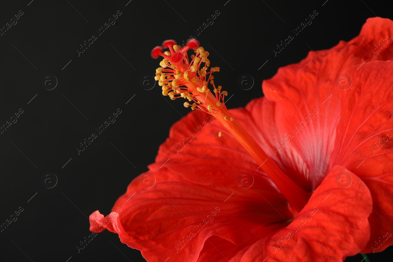 Photo of Beautiful red hibiscus flower on black background, closeup