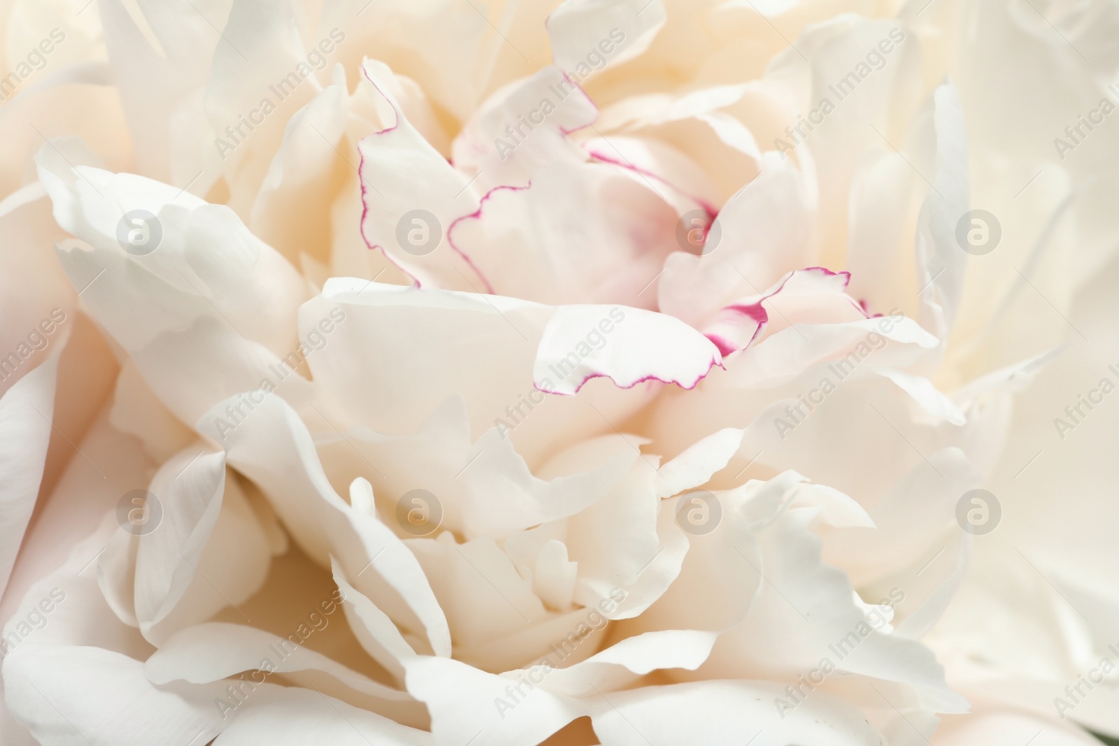 Photo of Beautiful blooming peony flower as background, closeup