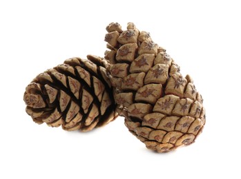 Photo of Beautiful dry pine cones on white background