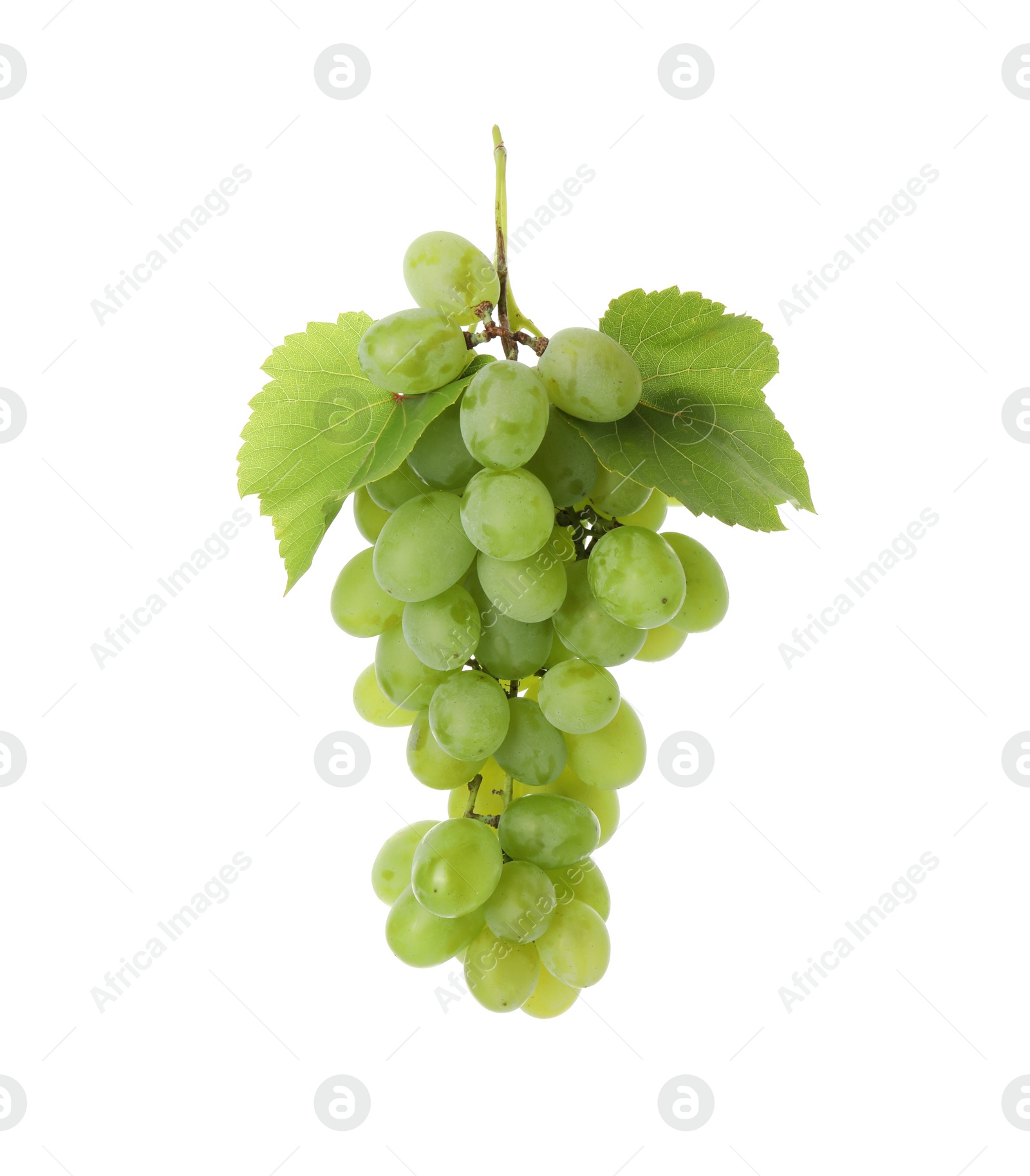 Photo of Fresh ripe grapes and leaves isolated on white