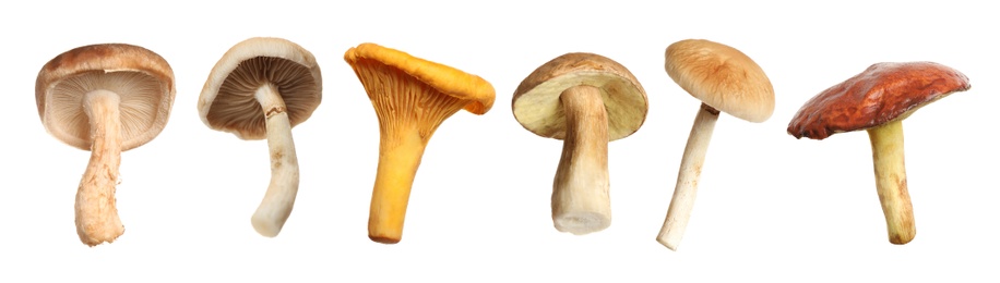 Image of Set of different fresh mushrooms on white background. Banner design 