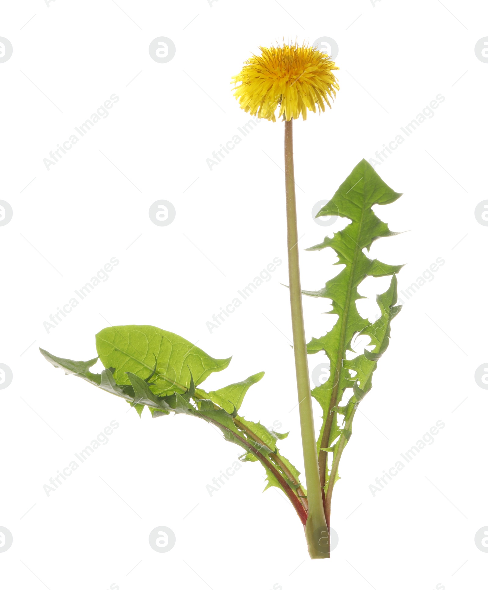 Photo of Beautiful blooming dandelion plant on white background