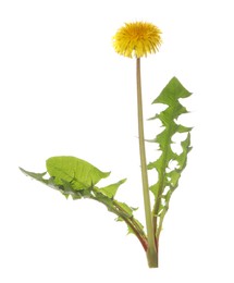 Photo of Beautiful blooming dandelion plant on white background