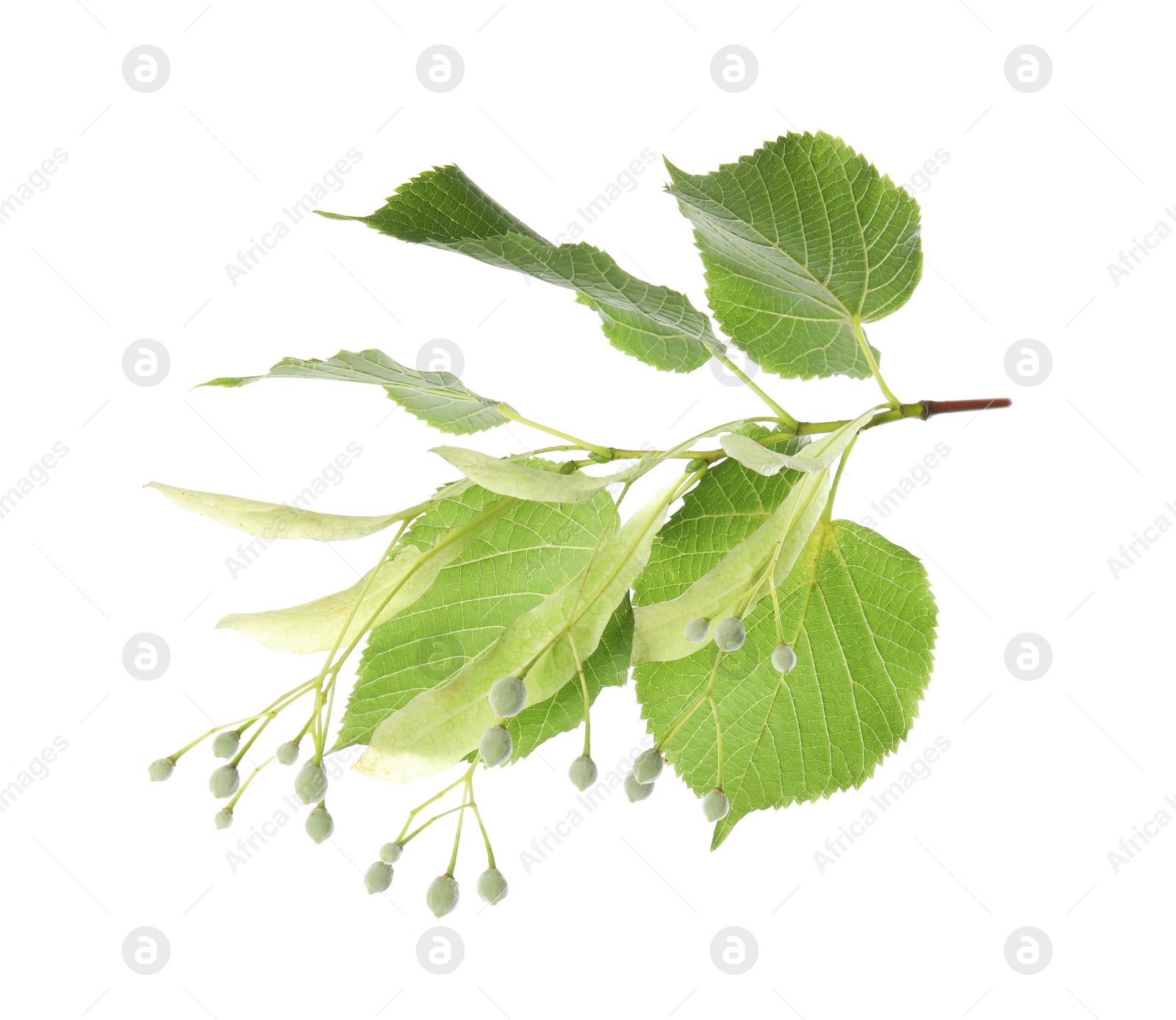 Photo of Branch of linden tree with young fresh green leaves and blossom isolated on white. Spring season