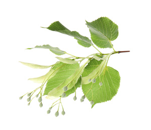 Branch of linden tree with young fresh green leaves and blossom isolated on white. Spring season