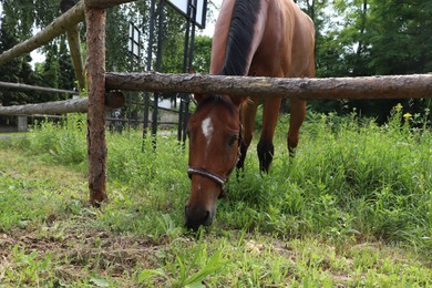 Photo of Beautiful horse grazing on green grass in paddock outdoors