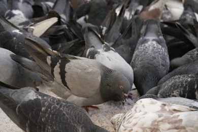 Photo of Flock of doves feeding on city street, closeup