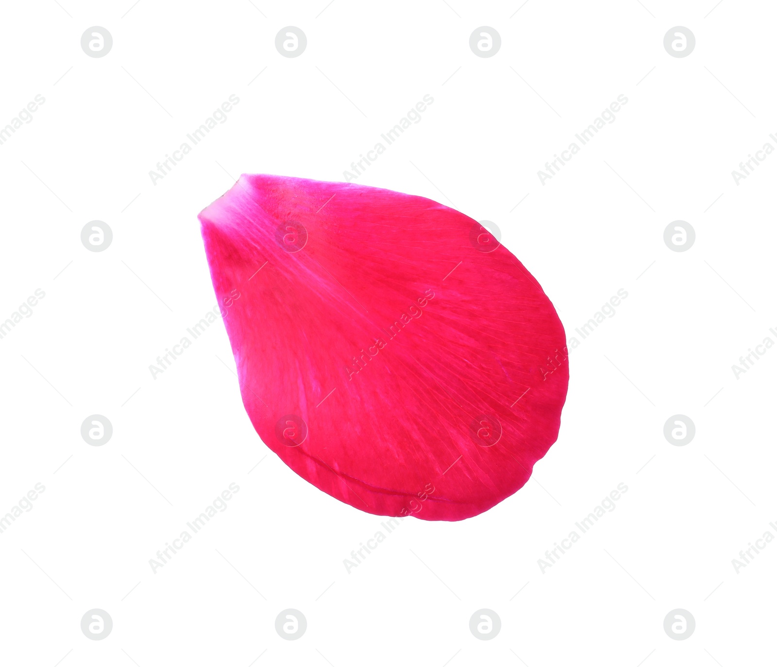 Photo of Beautiful petal of peony flower isolated on white