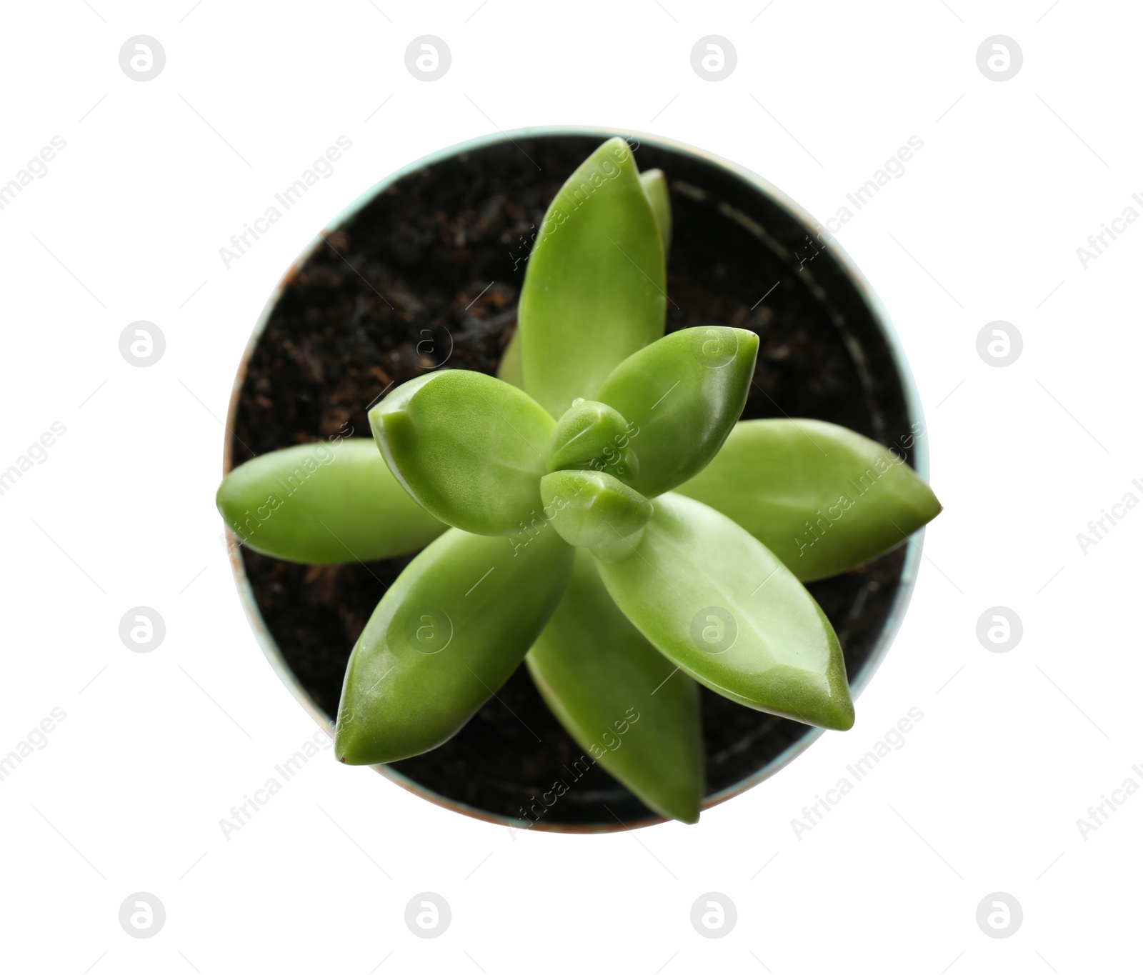 Photo of Beautiful succulent plant in tin can isolated on white, top view. Home decor