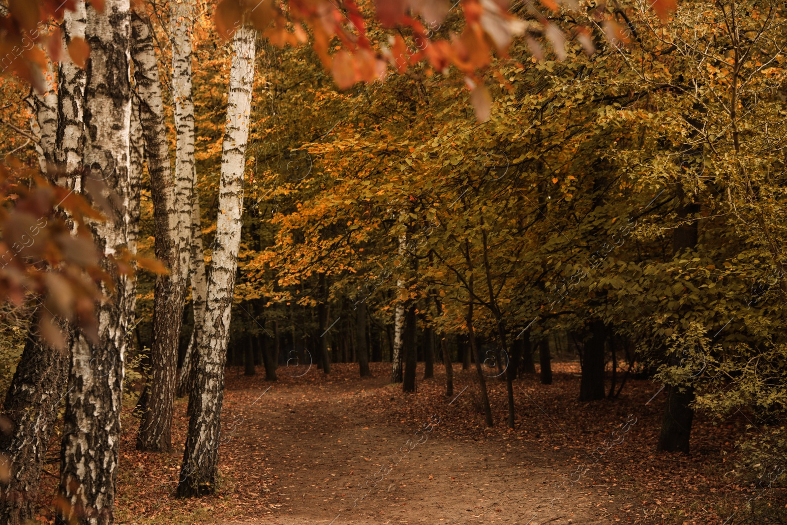 Photo of Beautiful view of forest on autumn day