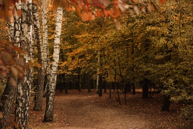 Beautiful view of forest on autumn day