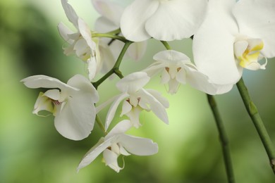 Photo of Branches with beautiful orchid flowers on blurred background, closeup