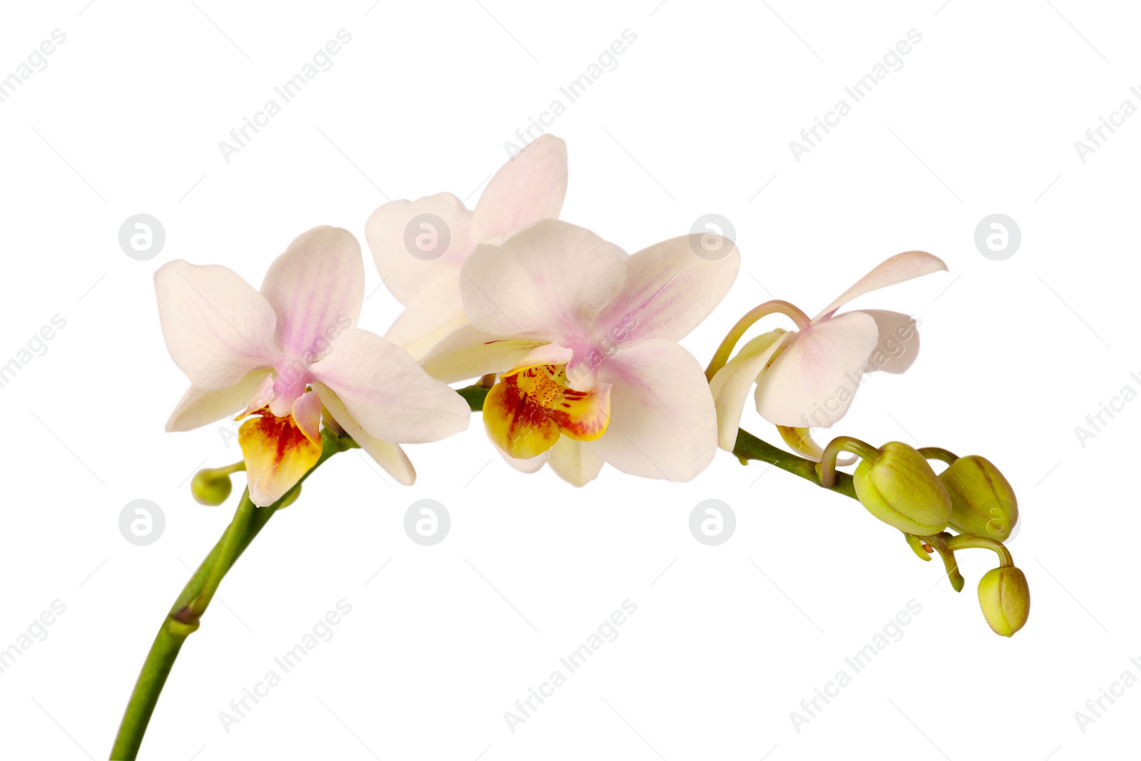 Photo of Branch with beautiful orchid flowers on white background, closeup