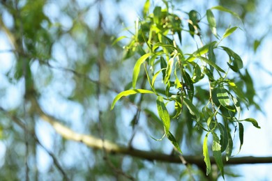 Photo of Beautiful willow tree with green leaves growing outdoors on sunny day, closeup. Space for text