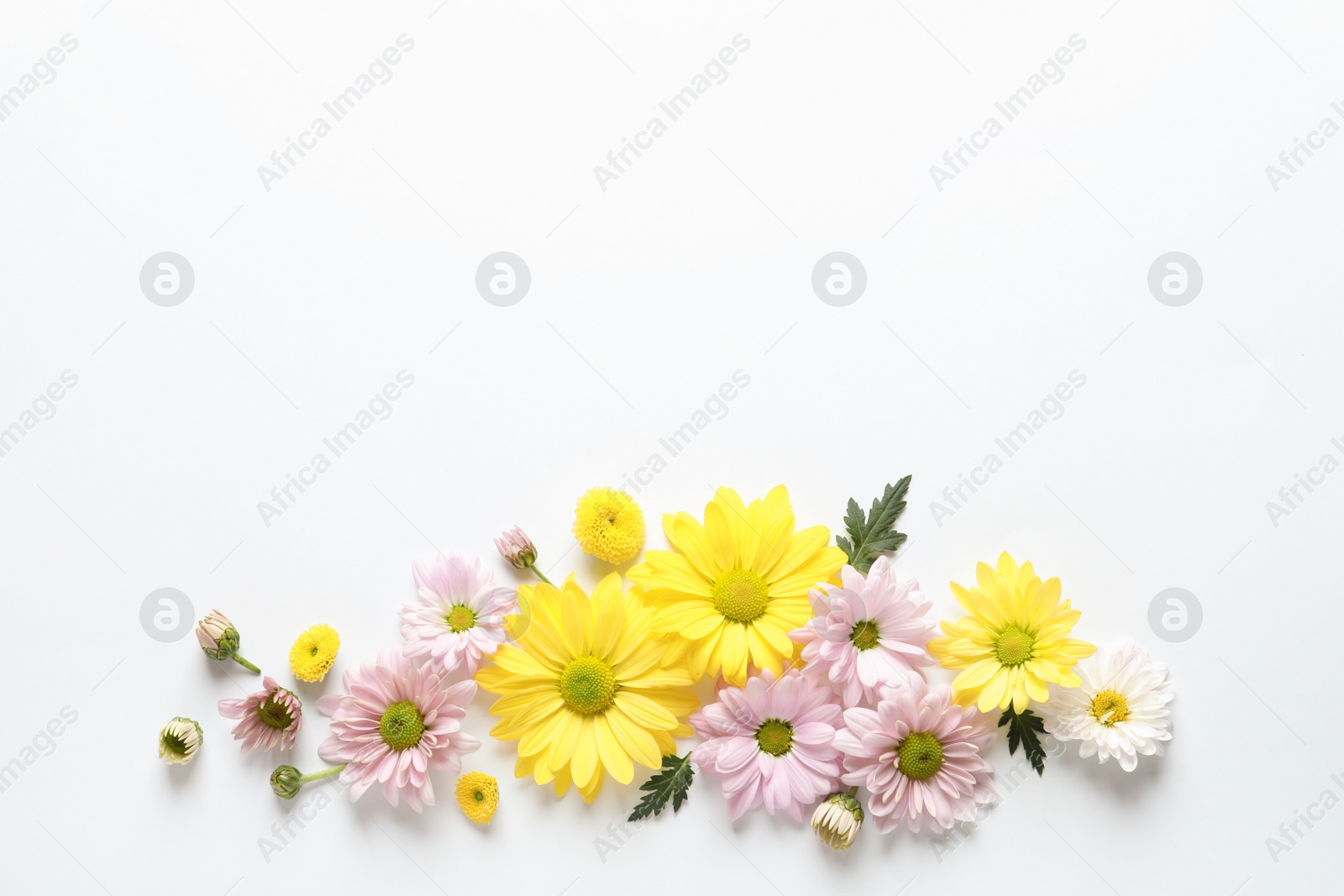 Photo of Beautiful chamomile flowers on white background, flat lay with space for text