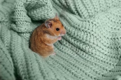 Photo of Cute little hamster on green knitted sweater, space for text