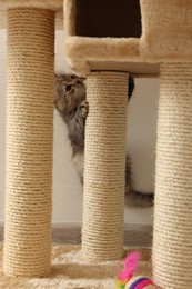 Photo of Cute fluffy kitten climbing on cat tree at home