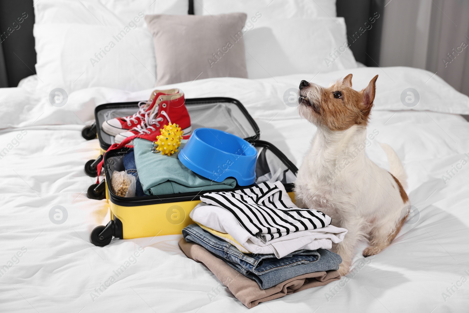 Photo of Travel with pet. Dog, clothes and suitcase on bed indoors