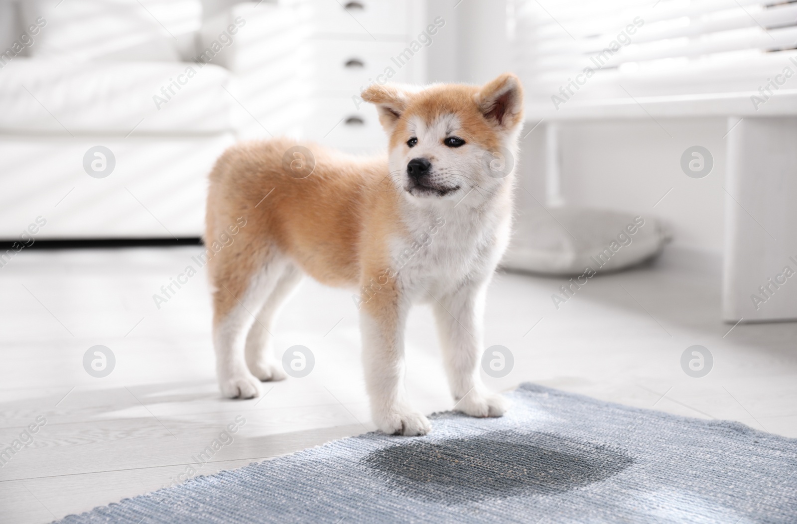 Photo of Adorable akita inu puppy near puddle on rug at home