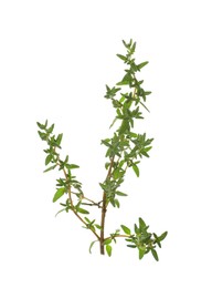 Fresh green thyme sprig isolated on white