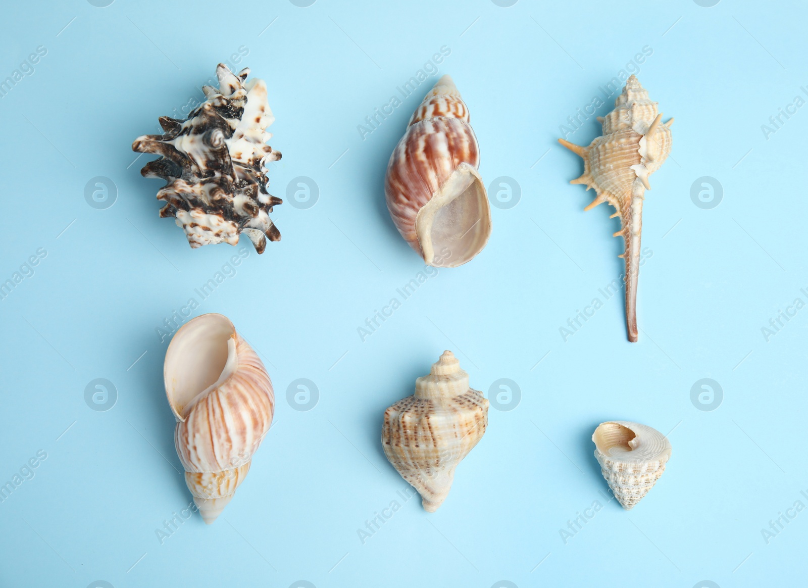 Photo of Different beautiful sea shells on light blue background, flat lay