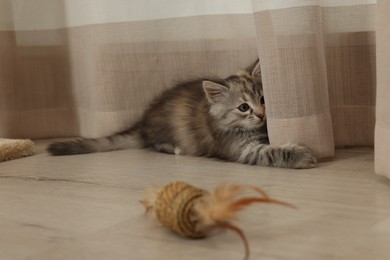 Cute fluffy kitten playing with curtain at home