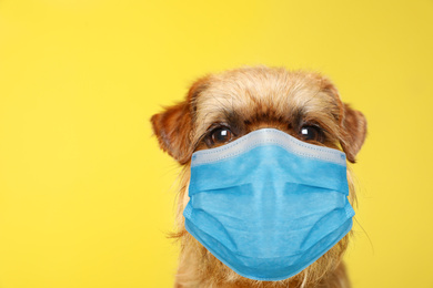 Brussels Griffon dog in medical mask on yellow background. Virus protection for animal