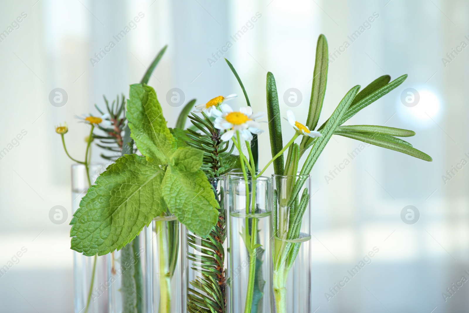 Photo of Test tubes of different essential oils with plants against light background, closeup