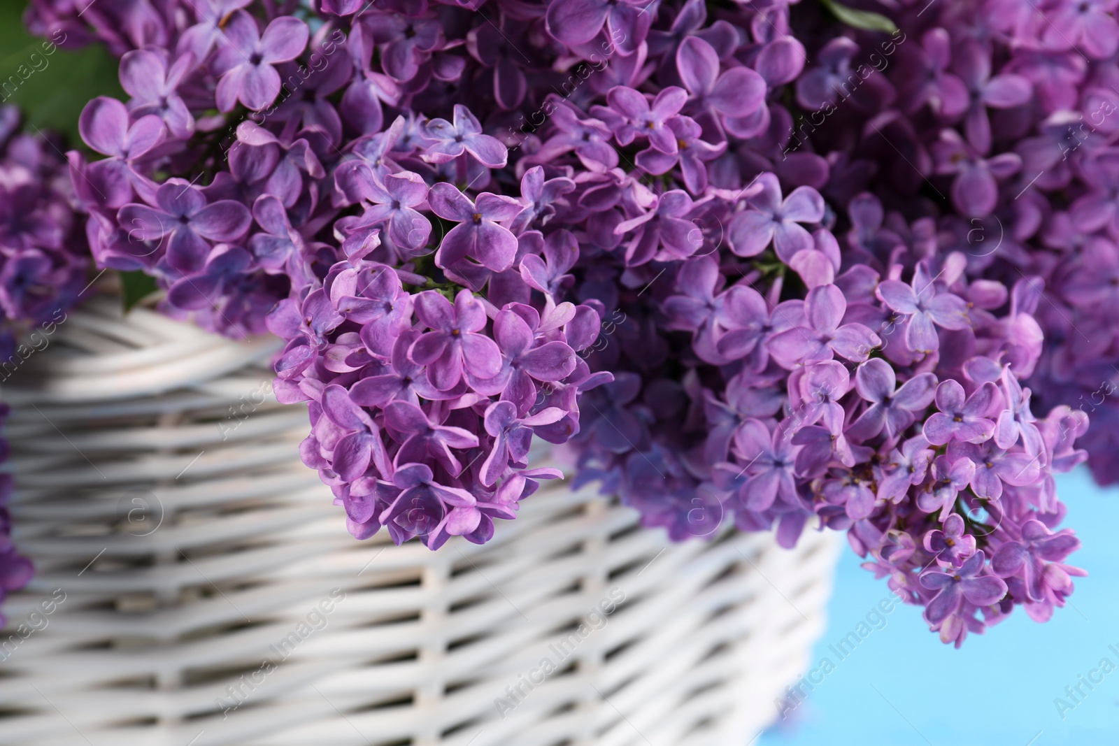 Photo of Beautiful lilac flowers in wicker basket, closeup