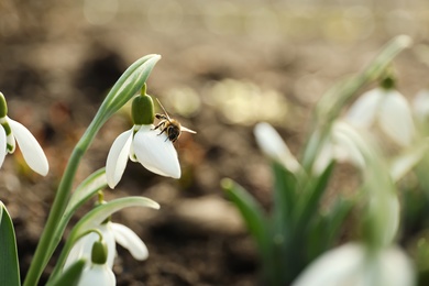 Photo of Bee on beautiful snowdrop outdoors, closeup. Space for text