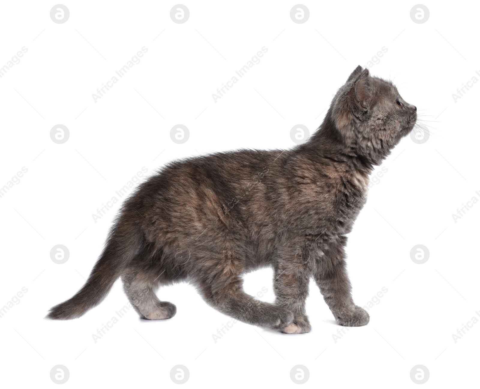 Photo of Cute fluffy kitten on light grey background. Space for text