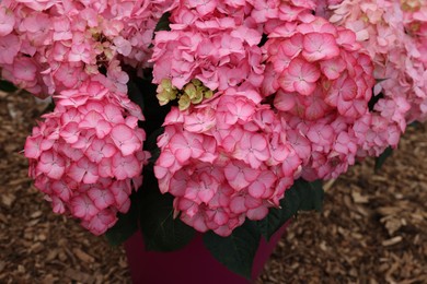 Photo of Beautiful pink hydrangea in pot on ground, closeup