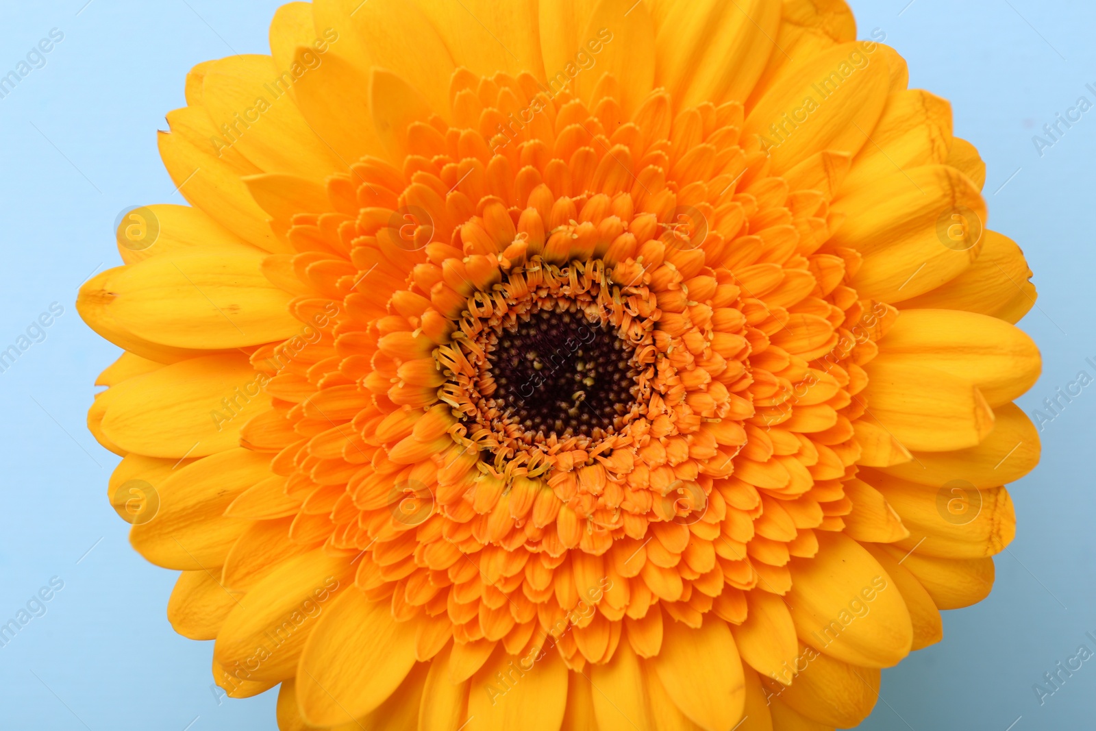 Photo of Beautiful yellow gerbera flower on light blue background, top view