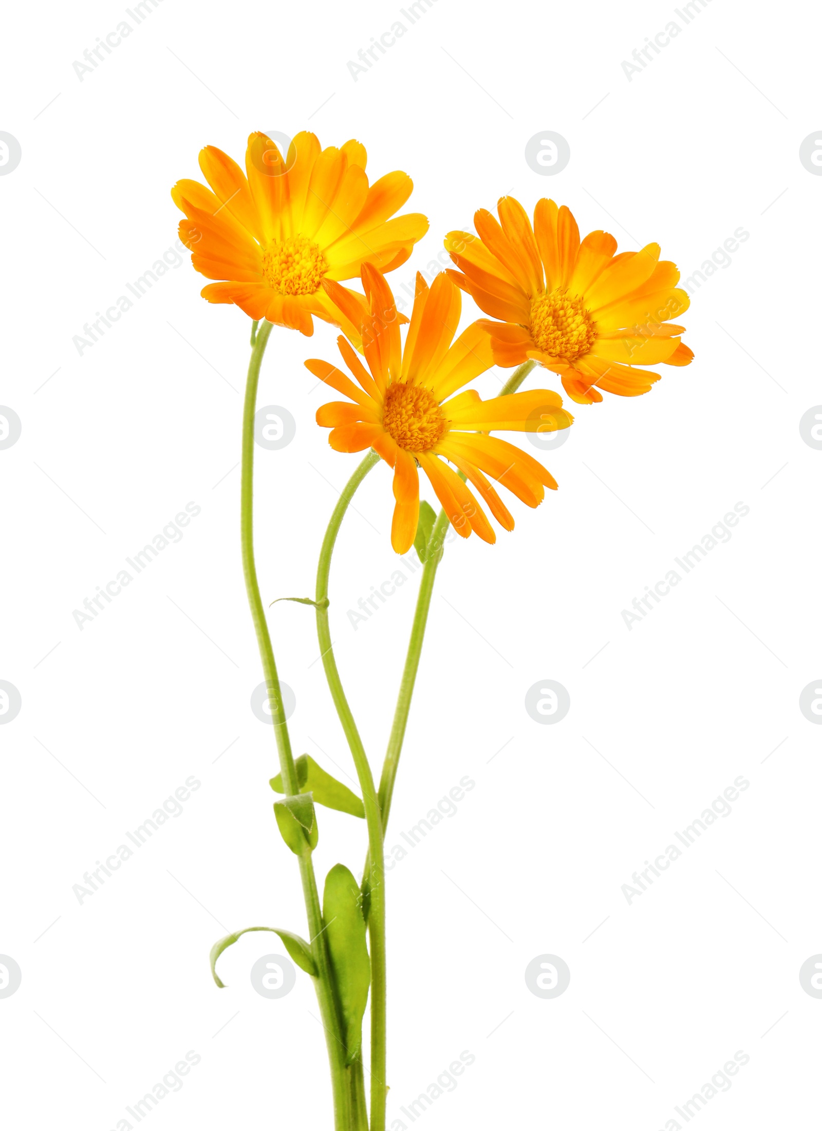 Photo of Fresh beautiful calendula flowers on white background